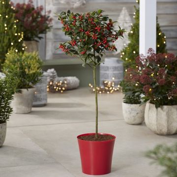 Premium Quality Festive Holly Tree Covered in Berries with RED Planter