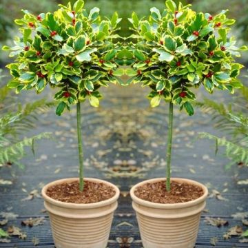 Pair of Gorgeous "Golden King" Variegated Holly Tree Standards - Perfect for Patios