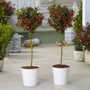WINTER SALE - Pair of Premium Quality Festive Holly Trees Covered in Berries with Contemporary White Planters