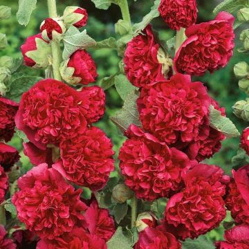 Alcea Chaters Double Red - Hollyhock (Althea)