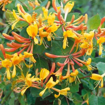 Honeysuckle - Large 6-7ft Specimen Plant - Large Lonicera x tellmanniana - Honeysuckle