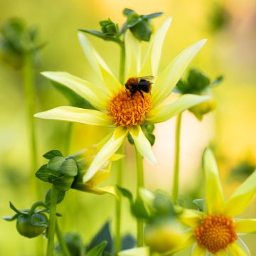 Dahlia Honka