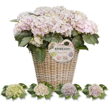 WINTER SALE - Hydrangea Rembrandt Elegant