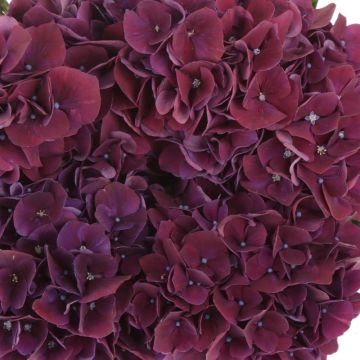 GIANT PURPLE MOPHEAD - Hydrangea Ruby Aubergine - Deep Purple - Large Flowered Mophead Hydrangea - XXXL Plants