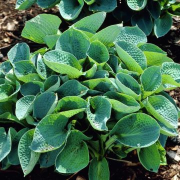 Hosta Abiqua Drinking Gourd