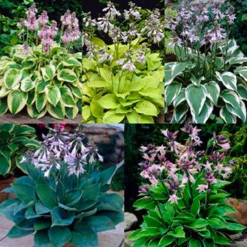 Pack of THREE Lucky Dip Hosta Plants - Lost Label Collection - Perfect Plants for Shade