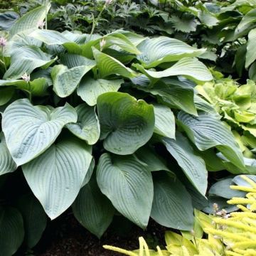 Hosta Empress Wu