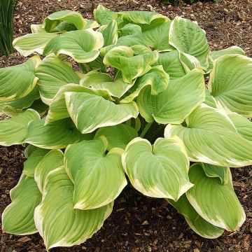 Hosta Fragrant Bouquet