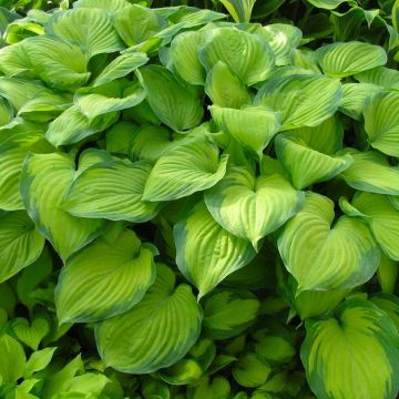 Hosta - 'Guacamole' -  Pack of FIVE