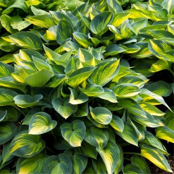 Hosta June