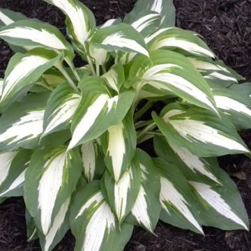 Hosta Night Before Christmas