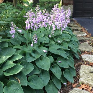 Hosta Pacific Blue Edger