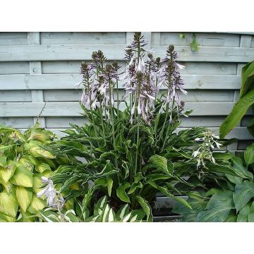 Hosta Praying Hands