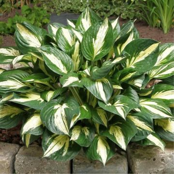 Hosta Revolution