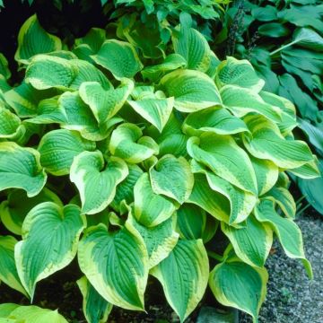 Hosta Shade Fanfaire