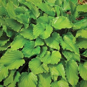 Hosta 'Stirfry'