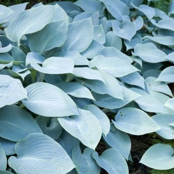 Hosta True Blue