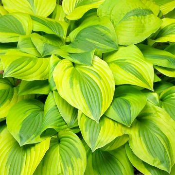 Hosta 'Velvet Moon'