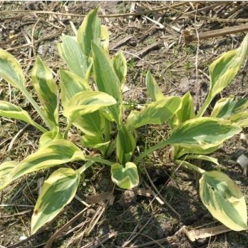 Hosta 'Angelique' - Pack of 3 Bare Root					