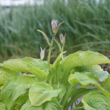 Hosta 'California Gold Rush' Pack of 3 Bare Root					