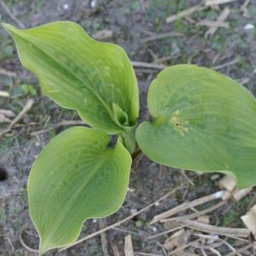 Hosta 'Celtic Bouquet' Pack of 3 Bare Root					