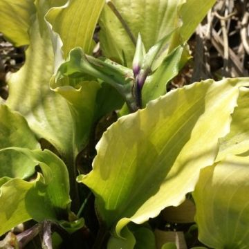 Hosta 'Cranberry Wine' -  Pack of 3 Bare Root					