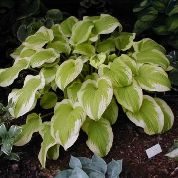 Hosta 'Delta Dawn'