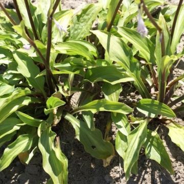 Hosta 'Emeralds and Rubies -  Pack of 3 Bare Root					