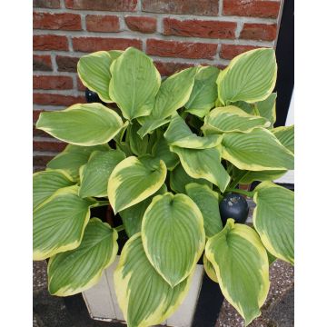 Hosta 'Fragrant King' Pack of 3 Bare Root					