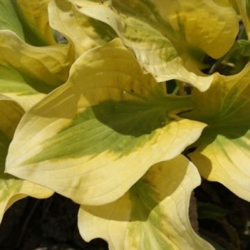 Hosta ''Glad Rags' -  Pack of 3 Bare Root					