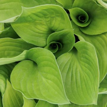 Hosta 'Gooseberry Sundae'