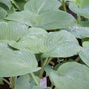 Hosta 'Gray Cole'- Pack of 3 Bare Roots					