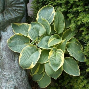 Hosta 'Great Arrival'  Pack of 3 Bare Root					