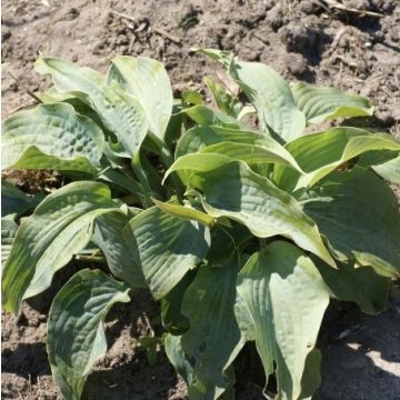 Hosta 'Her Eyes Were Blue' -  Pack of 3 Bare Root					