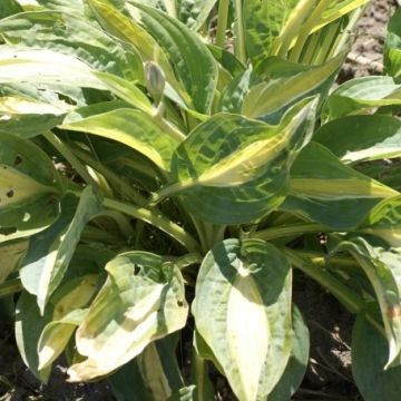 Hosta 'Hot Kiss' -  Pack of 3 Bare Root					