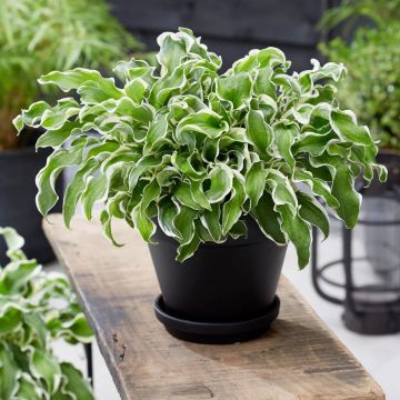 Hosta 'Let's Twist Again' 