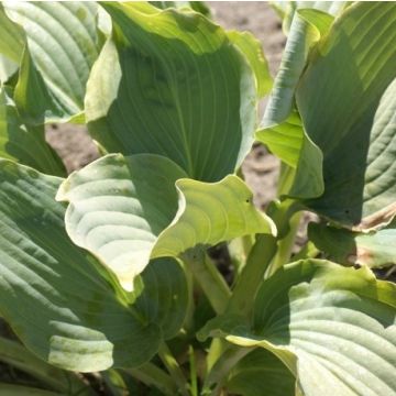 Hosta Lily Blue Eyes -  Pack of 3 Bare Root				