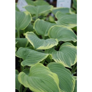 Hosta 'Mardi Gras -  Pack of 3 Bare Root					