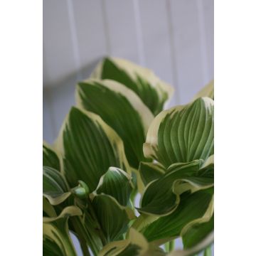 Hosta 'Poker'
