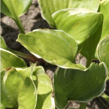 Hosta 'Reflections'- Pack of 3 Bare Root					