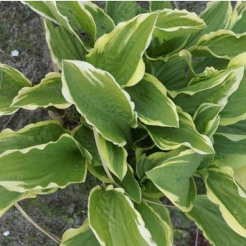 Hosta 'Rubies and Ruffles' - Pack of 3 Bare Root					