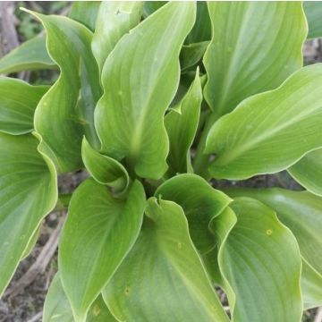 Hosta 'Shiny Sonata' - Pack of 3 Bare Root					