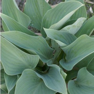 Hosta 'Smoke Signals' - Pack of 3 Bare Root					