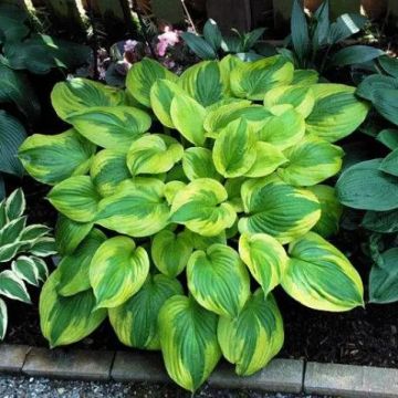 Hosta 'Summer Breeze'