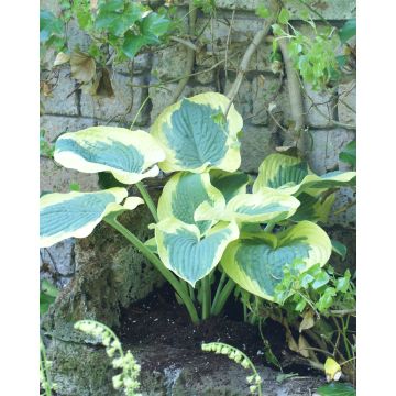 Hosta 'Summer In Georgia'- Pack of 3 Bare Root					