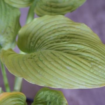 Hosta 'Sutter's Mill'	- Pack of 3 Bare Root