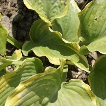 Hosta 'The King' - Pack of 3 Bare Root					