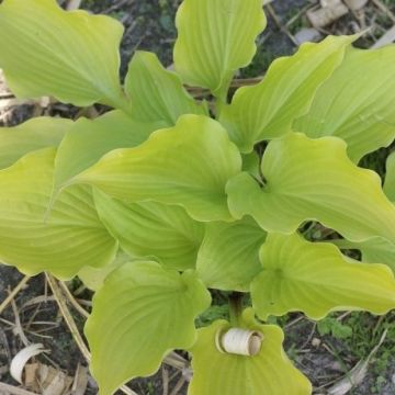 Hosta 'Tickle Me Pink' - Pack of 3 Bare Root					