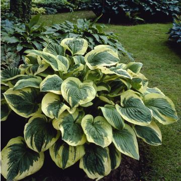 Hosta 'Twilight'