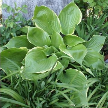 Hosta 'Winter Snow' - Pack of 3 Bare Root					